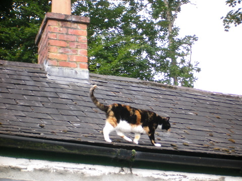 Cat on roof.JPG